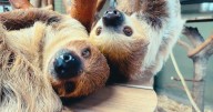 Tanganyika mourns loss of 2 sloths, continues care for 2 in kidney failure