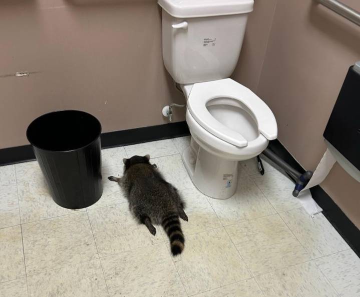Drunken raccoon tears through Va. liquor store before passing out in bathroom
