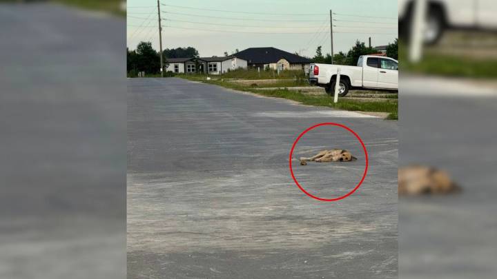 Texas Advocate Spots A Dog Lying Motionless On The Street And Knows His Story Cannot End There