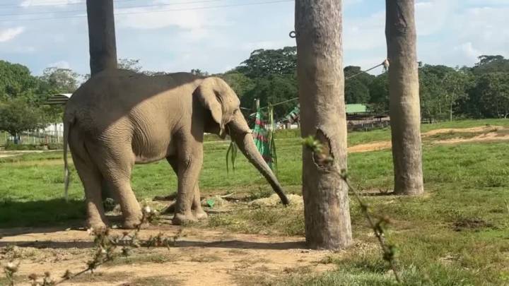 Lions, hippos get festive treats at Colombia park
