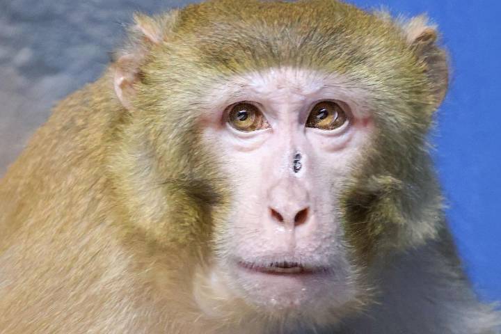 Lab monkey escapes Mississippi crash and lands in a NJ zoo