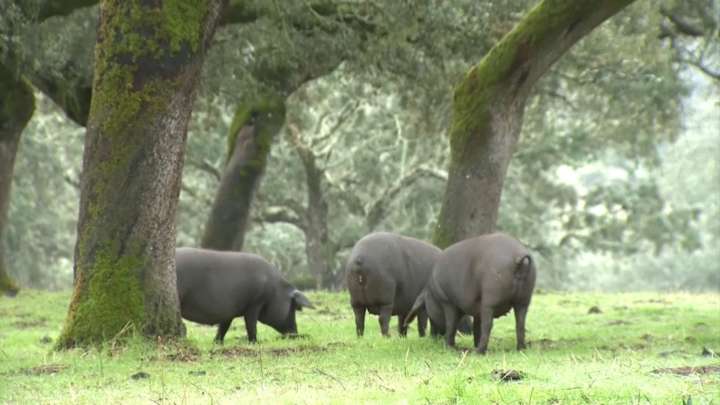 Preocupación por la peste porcina More