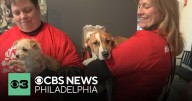 Meet some of the adoptable pets in Brandywine Valley SPCA's Mega Adoption Event