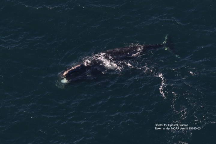 Critically Endangered Whale Last Seen in 2024 in Ireland Resurfaces 3,000 Miles Away