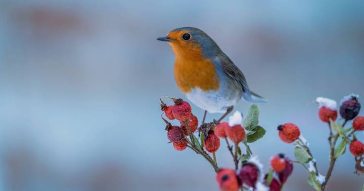 People with robins in garden urged to put out 41p kitchen staple this winter