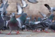 Científicos rusos advierten sobre microbios peligrosos en las palomas