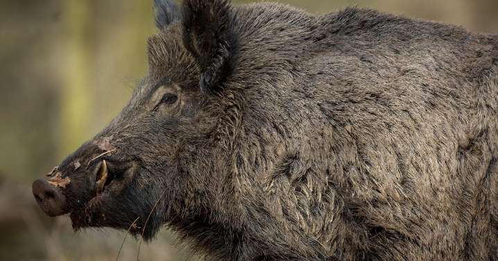 Claves de la peste porcina africana: cómo se contagia, formas de transmisión y cómo actuar