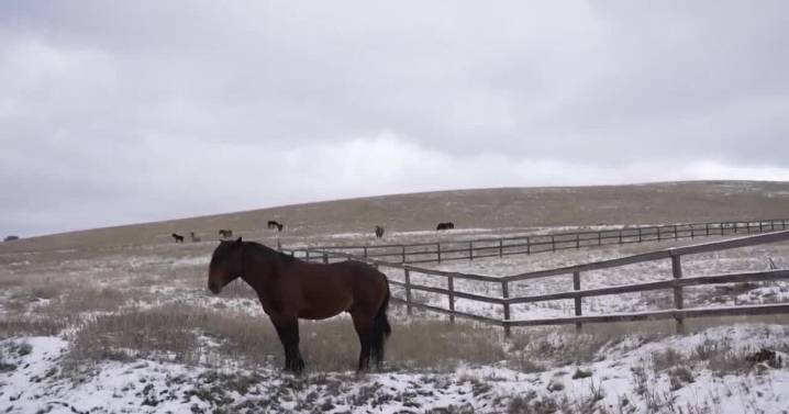 Missoula County seeks input on managing Miller Creek horse herd