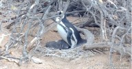 Monitoreo 24/7: la transmisión en vivo del CONICET que registra el ritmo reproductivo de las aves de Chubut