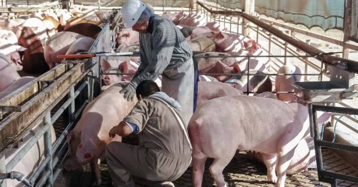 Se reúne presidente de Cataluña con titular de la Sader para tratar peste porcina