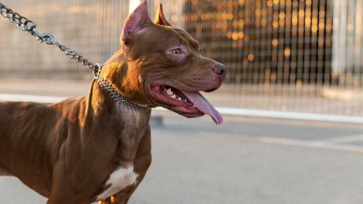 Mujer es atacada por tres perros pitbull en Tláhuac