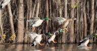 Waterfowl hunting season to open in Tennessee