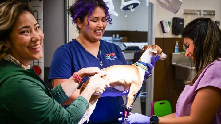 Italian greyhounds rescued from Smith County puppy mill now up for adoption