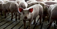 The alarming rise in antibiotic use by the meat industry