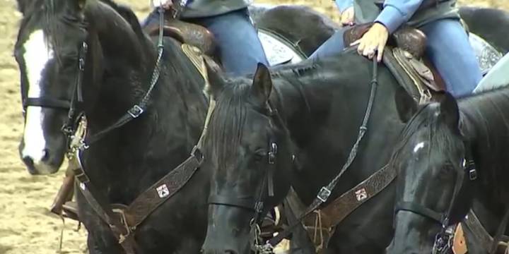 Threat of equine virus looms over major rodeo event in Las Vegas