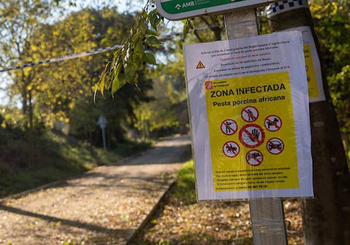 «El virus de la peste porcina africana es muy resistente y puede permanecer meses»