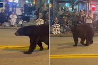 Man Has Close Encounter with Bear in Gatlinburg, Days After Bear Interrupts Town's Parade