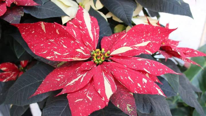 Flores de invierno para decorar tu casa, conoce 5 opciones más allá de la nochebuena