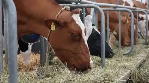 Una diputada propuso un impuesto a la emisión de gases de las vacas