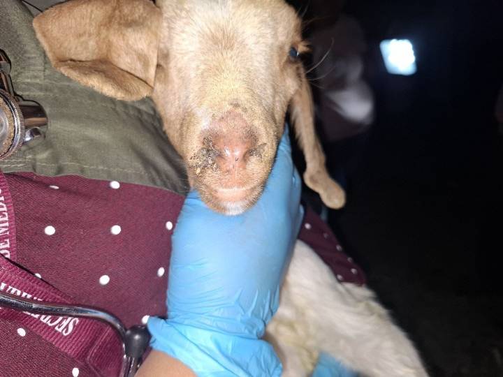 Intervienen granja en Atlixco en la que los animales morían de hambre y sufrían maltrato