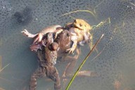 Las ranas fingen estar muertas para evitar el apareamiento