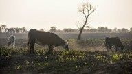 Proponen un impuesto a la emisión de gases de las vacas por su contribución al calentamiento global