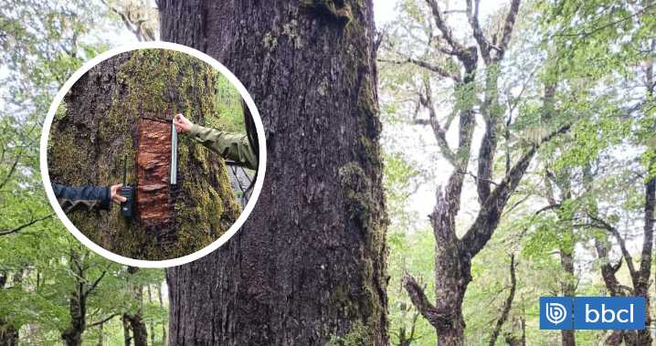 Intensifican fiscalizaciones tras daño a Coihue Abuelo de 600 años en Reserva Mocho Choshuenco