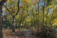 New York City’s Forests Are Ailing. New Funding May Get at the Root of the Problem