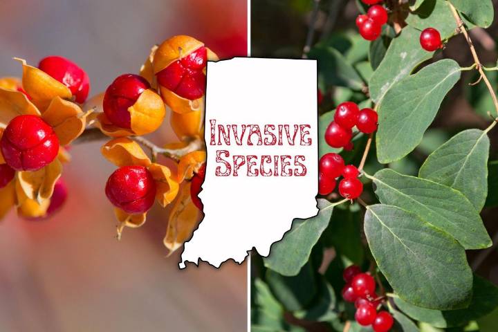 Why Bright Winter Berries in Indiana Are Raising Concerns