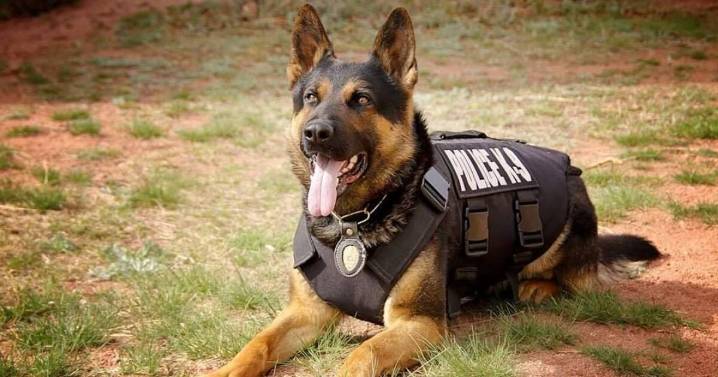 Back the Blue K-9 Force fundraiser supporting Colorado law enforcement agencies on Saturday