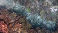 Coral reefs have orchestrated Earth’s climate for 250 million years