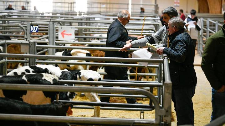 La Central de Silleda batió el récord de facturación en terneros carniceros