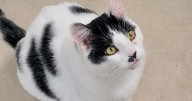 Cat looking for home in Suffolk after 200 days in foster