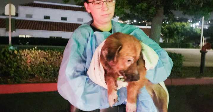 34 animals rescued from flooded home