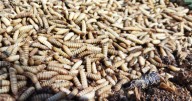 La larva de mosca soldado negra, un mercado en auge para el rural gallego