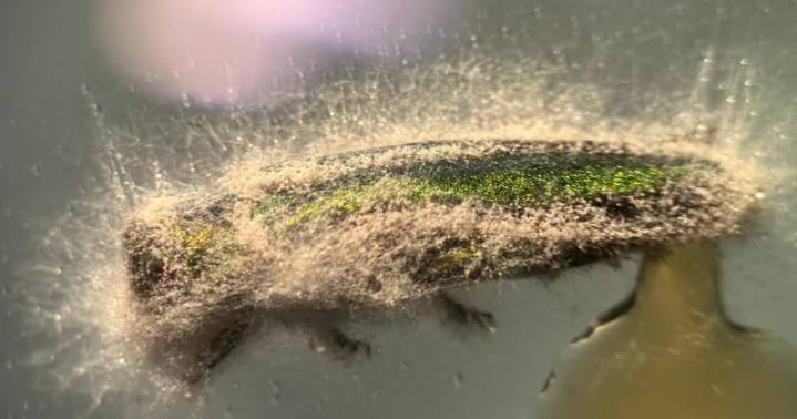 Several species of Minnesota fungi are "effective at killing" emerald ash borer beetles, UMN study finds