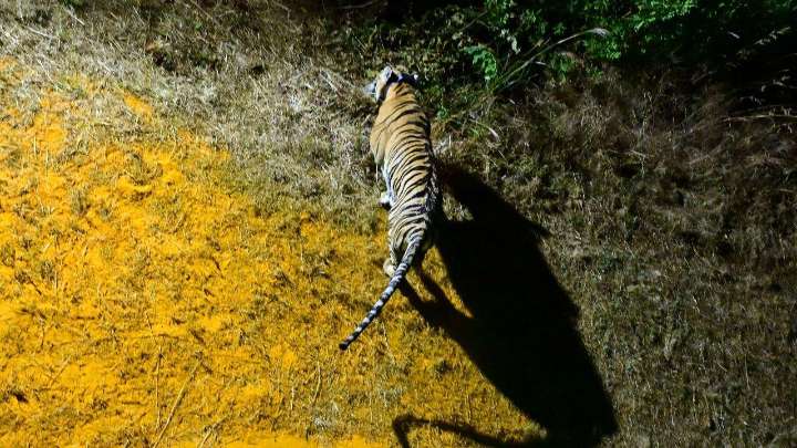 T7-S2 tigress relocated to Sahyadri Tiger Reserve’s Chandoli enclosure