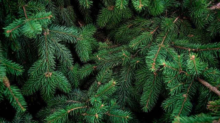 Safety tips for setting up your Christmas tree at home