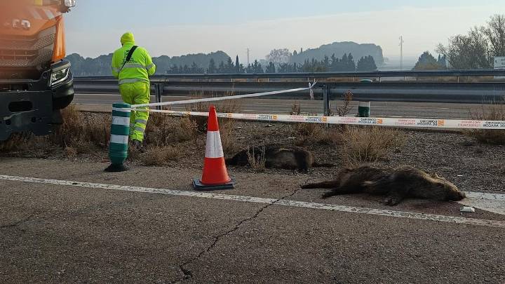 2.000 jabalís cazados en el último fin de semana en Aragón: la federación de caza, en marcha contra la peste porcina