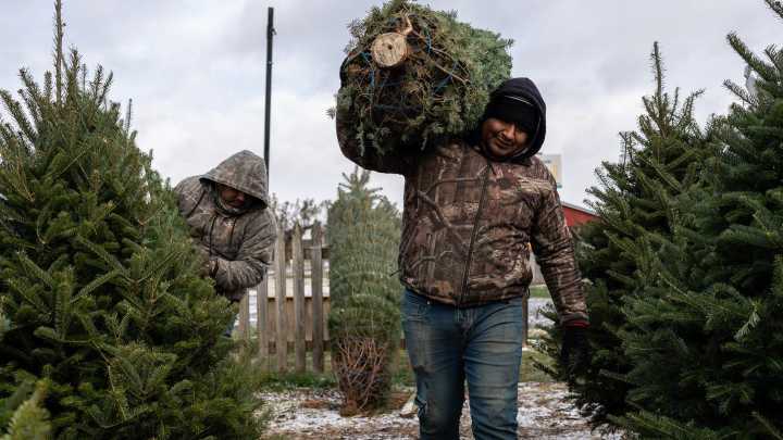 Tips for hauling a live Christmas tree on your car