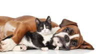 Alerta de los veterinarios a las personas que tienen perro y gato en casa