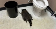 Drunk raccoon 'drinks everything' in alcohol shop before passing out in bathroom