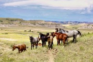 Wild horses of Theodore Roosevelt National Park could gain federal protection under new bill