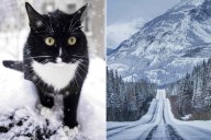 Cat Survives 5 Months Alone in the Canadian Rockies After Escaping on Trip