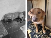 Perrita fue agredida con extrema violencia, la salvan en Metro CDMX y comparten historia