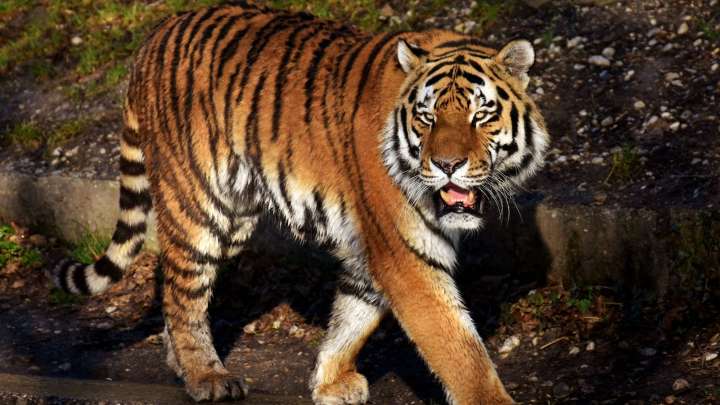 Mumbai’s Byculla Zoo loses two tigers in two months