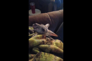 Elevate academy host resource fair and food drive. It will include baby kangaroos