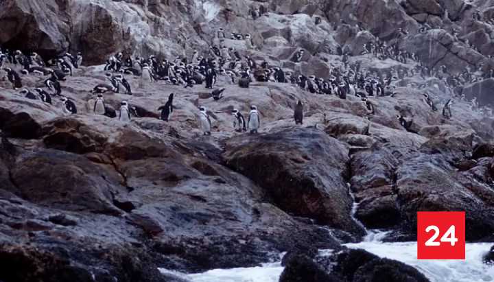 Documentan muerte masiva de pingüinos en Sudáfrica