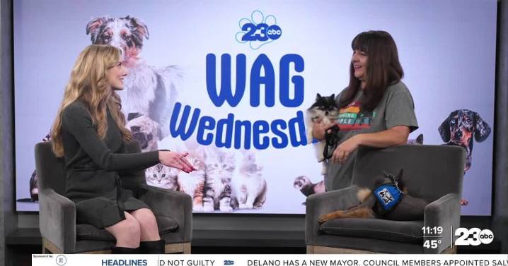 Wag Wednesday: Learning about the Miracle Mutts therapy dog program