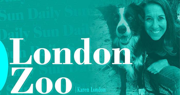 London Zoo: Dogs are natural mathematicians